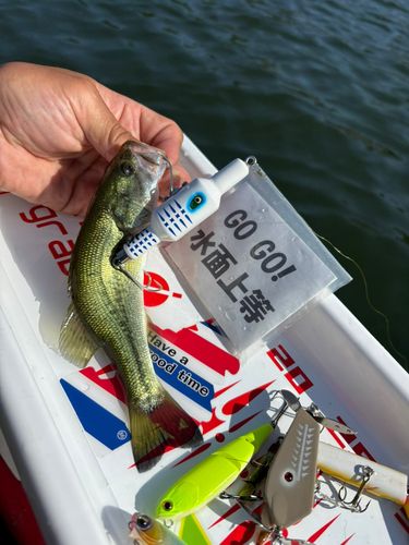 ラージマウスバスの釣果