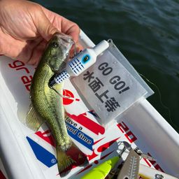 ラージマウスバス