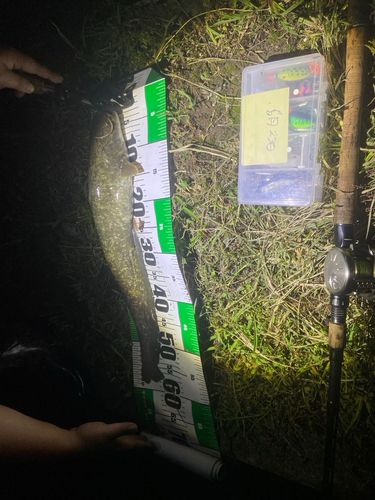 アメリカナマズの釣果