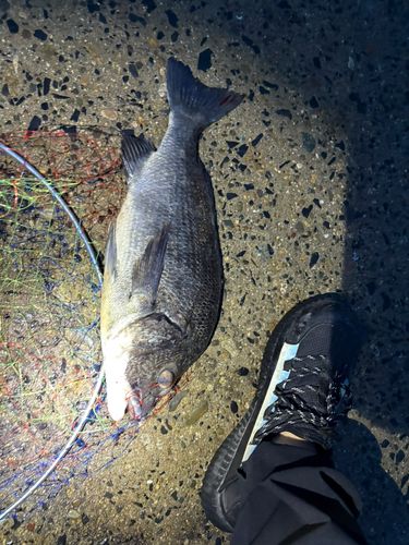 チヌの釣果