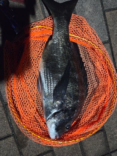 釣果