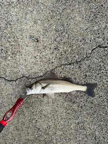 セイゴ（マルスズキ）の釣果
