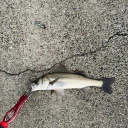 セイゴ（マルスズキ）