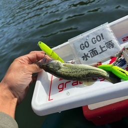 ラージマウスバス