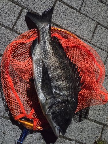 釣果