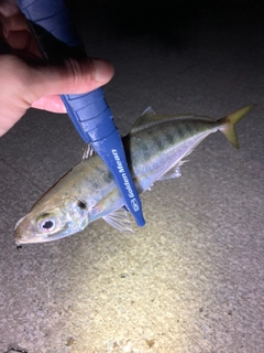 マアジの釣果