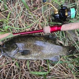 スモールマウスバス