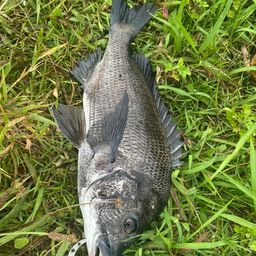 クロダイ