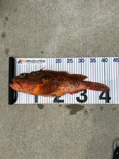 ウッカリカサゴの釣果