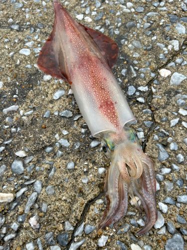 ケンサキイカの釣果