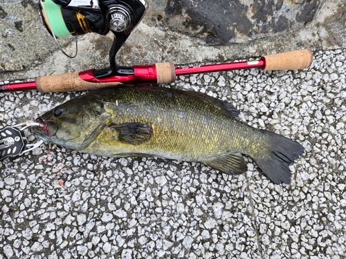 スモールマウスバスの釣果