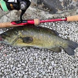 スモールマウスバス