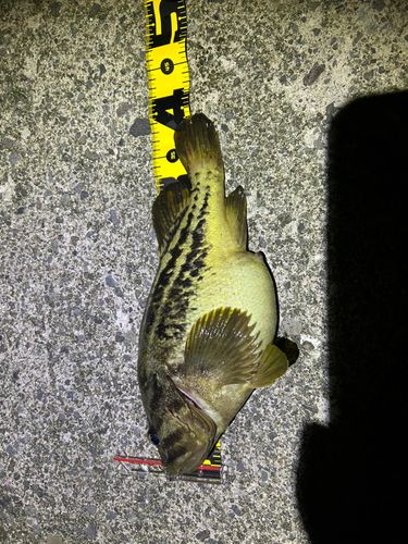 シマソイの釣果