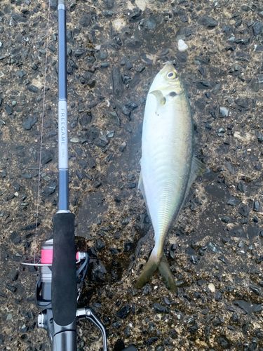 マルアジの釣果