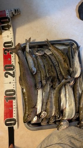 トラウトの釣果