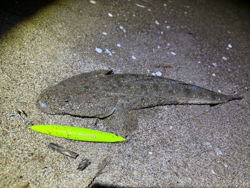 マゴチの釣果
