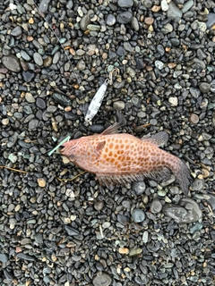 エソの釣果