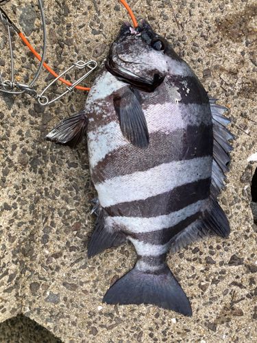 イシダイの釣果