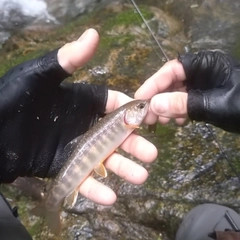イワナの釣果