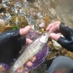 イワナの釣果