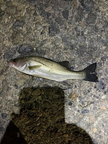 ハネ（マルスズキ）の釣果