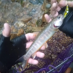 イワナの釣果