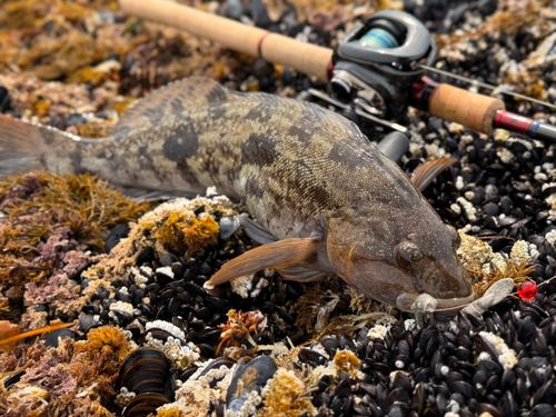 アイナメの釣果