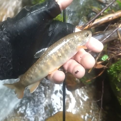 イワナの釣果