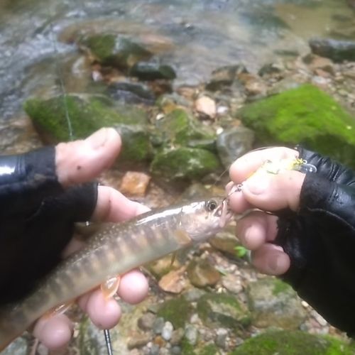 イワナの釣果