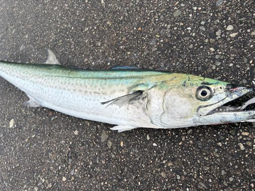 サワラの釣果