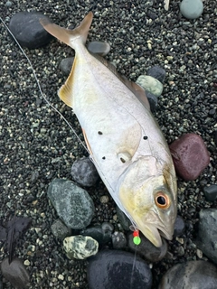 ショゴの釣果