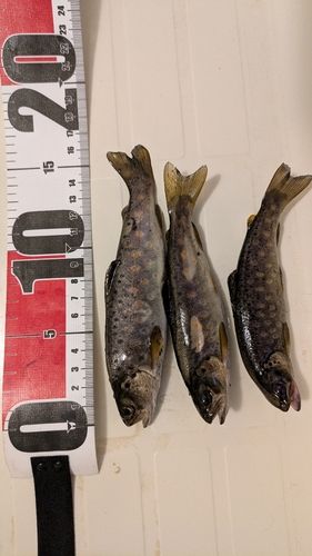 ブラウントラウトの釣果