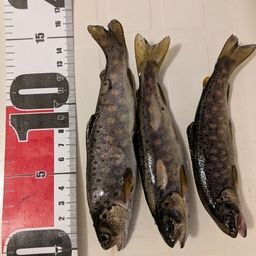 ブラウントラウト