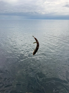 エソの釣果