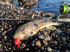 フグの釣果