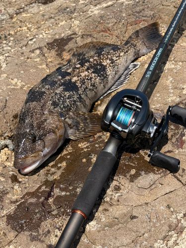 アイナメの釣果