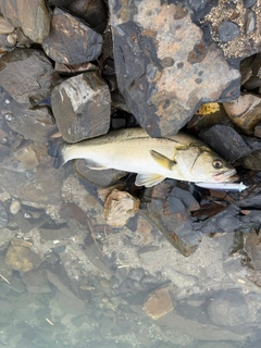 スズキの釣果