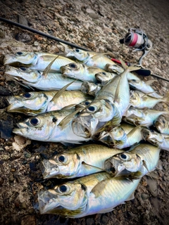アジの釣果