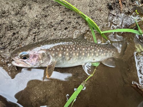 イワナの釣果