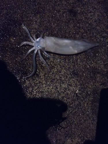スルメイカの釣果