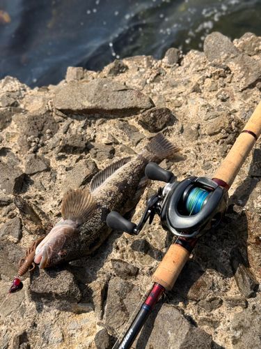 アイナメの釣果