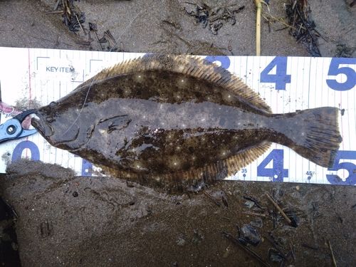 ヒラメの釣果