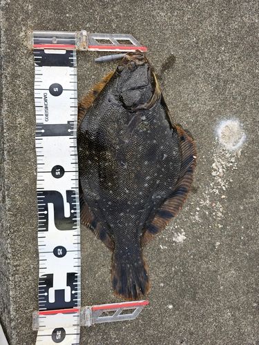 マツカワの釣果