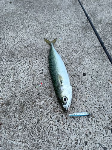 サバの釣果