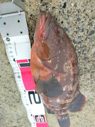 キジハタの釣果