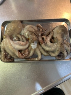 タコの釣果