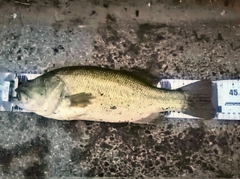 ブラックバスの釣果