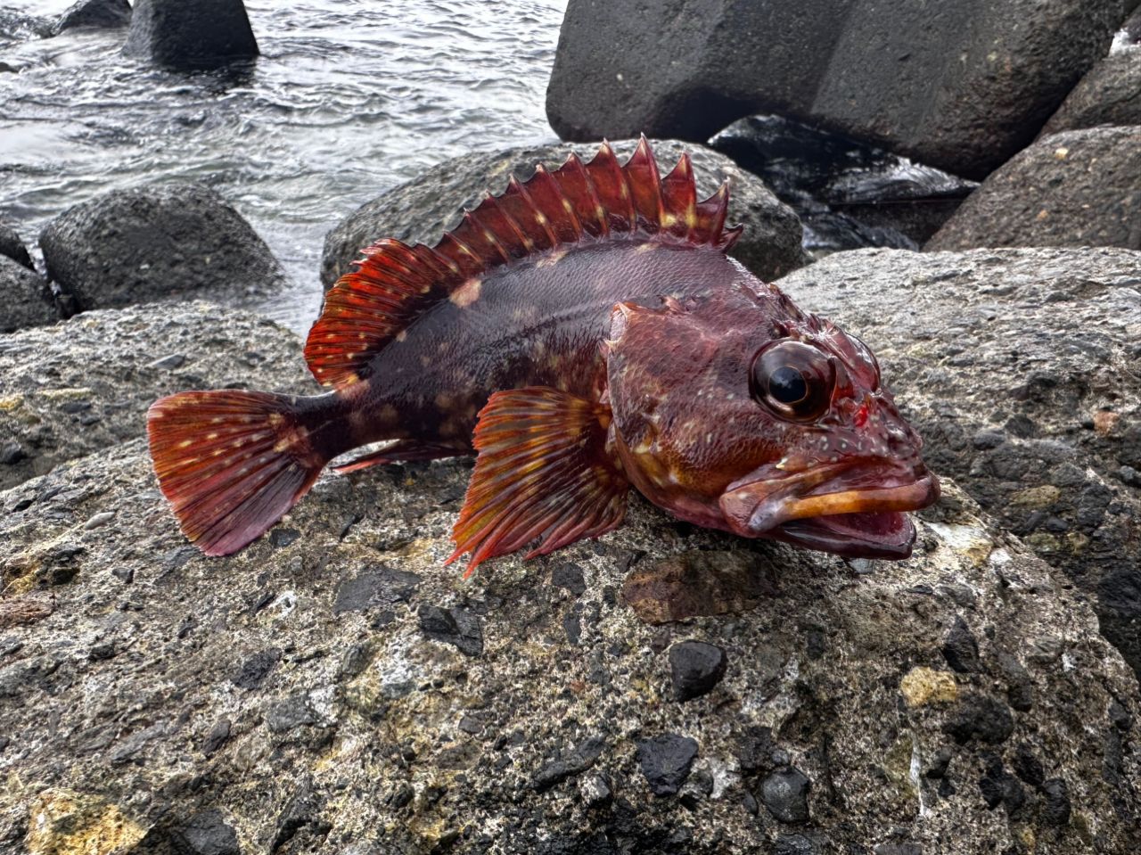 アカハタ