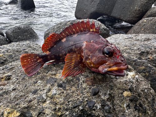 アカハタの釣果