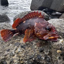 アカハタ